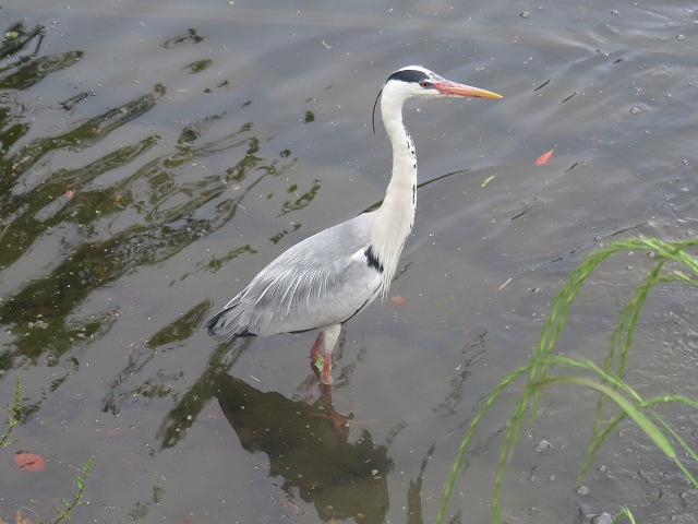 2014/05 佐賀フォーラム | 一般社団法人コンクリートメンテナンス協会